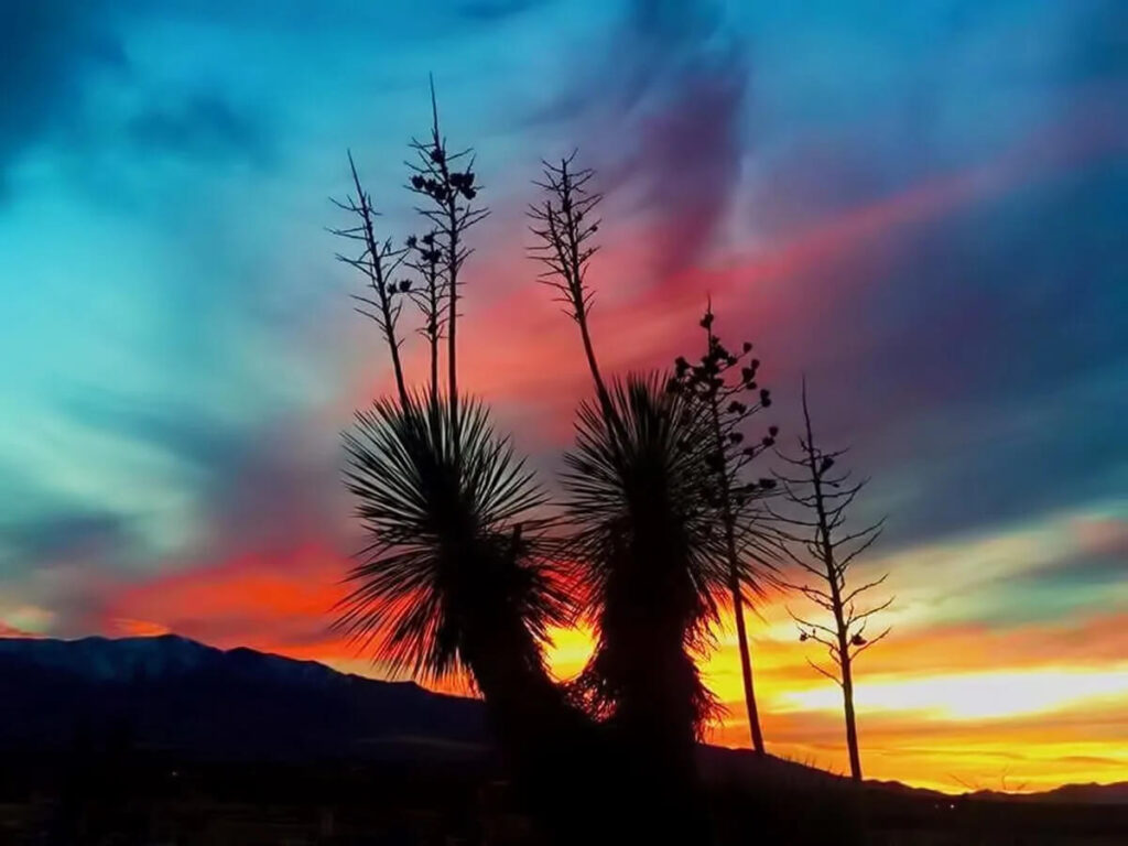 23-wagon-west-rv-park-quartzsite-arizona-desert-oasis-full-hook-up-big-rig-camping-sites